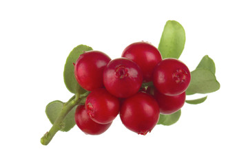 Cowberry Lingonberry (Vaccinium vitis-idaea) isolated on white background