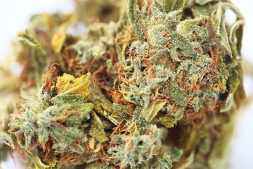 cannabis bud
