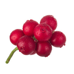 Cowberry Lingonberry (Vaccinium vitis-idaea) isolated on white background