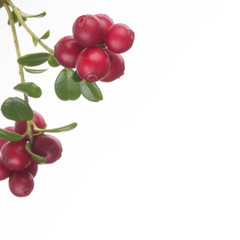 Cowberry Lingonberry (Vaccinium vitis-idaea) isolated on white background