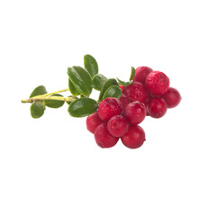 Cowberry Lingonberry (Vaccinium vitis-idaea) isolated on white background