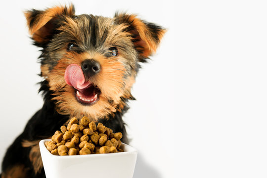 Yorkshire puppy eating a tasty dog food. Happy smiling dog with long tongue, licking for yummy food.