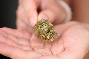 dry medical cannabis marijuana hand