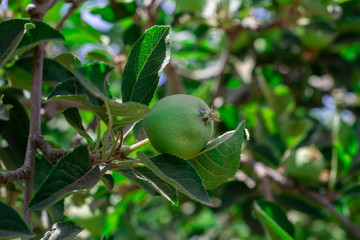 Green immature apple on a branch of the tree