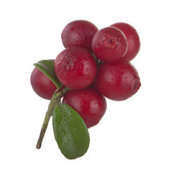 Cowberry Lingonberry (Vaccinium vitis-idaea) isolated on white background