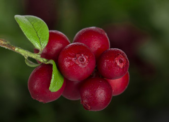 branch of cowberry on green grass background