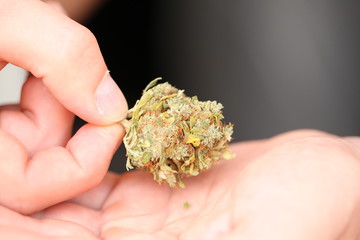 dry medical cannabis marijuana hand