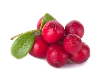 Cowberry Lingonberry (Vaccinium vitis-idaea) isolated on white background