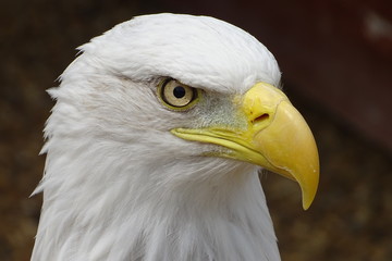 Beautiful bald eagle at the zoo