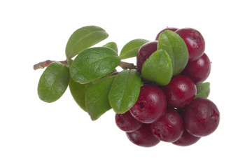 Cowberry Lingonberry (Vaccinium vitis-idaea) isolated on white background