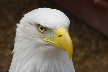 Beautiful bald eagle at the zoo