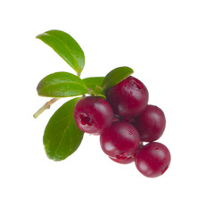 Cowberry Lingonberry (Vaccinium vitis-idaea) isolated on white background