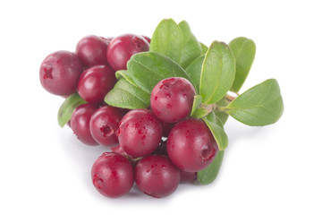 Cowberry Lingonberry (Vaccinium vitis-idaea) isolated on white background