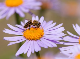 bee or honeybee sitting on flower