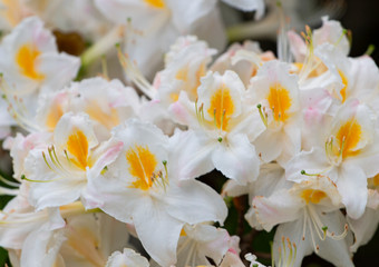 Naklejka na ściany i meble white rhododendron flowers in the garden