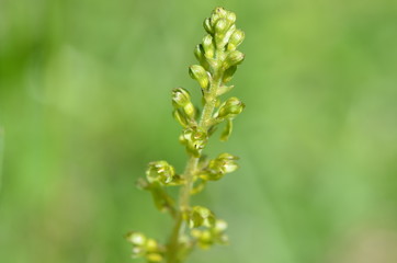 Fototapeta premium Orchis grenouille (Dactylorhiza viridis)