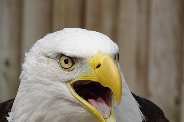 Beautiful bald eagle at the zoo