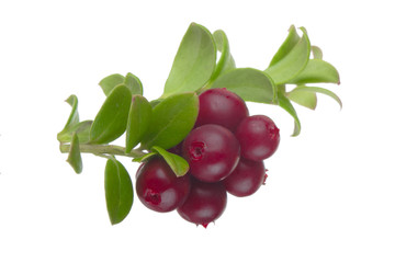 Cowberry Lingonberry (Vaccinium vitis-idaea) isolated on white background