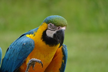 Beautiful blue and yellow macaws at the zoo