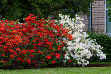 rhododendron flowers large bushes red and white in the garden
