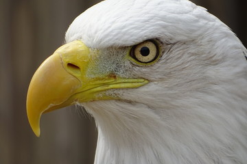 Beautiful bald eagle at the zoo