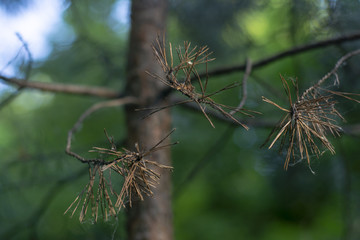 Pine with last year's needles dried over the winter