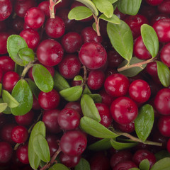 fresh red cowberries with green leaves  background