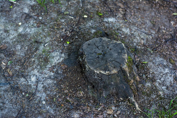 Old tree stump on a barren ground