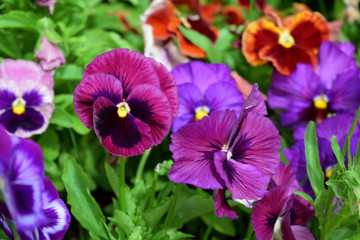Multicolored pansies on the flower bed on a sunny day