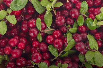 fresh red cowberries with green leaves  background