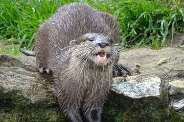 Otters playing at the zoo