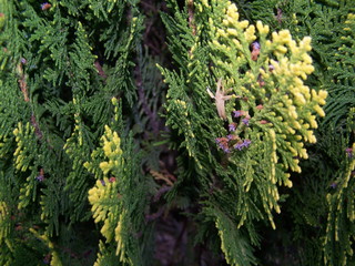 flores de jard&iacute;n 