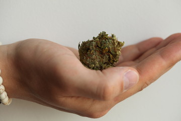 Fototapeta na wymiar dry medical cannabis marijuana hand
