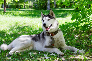 Funny grey and white Husky dog on a grass in a park on a sunny day.