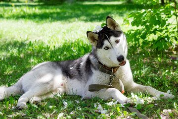 Funny grey and white Husky dog with white flowers on its head on a grass in a park on a sunny day.