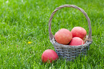 Fresh garden red apples in basket