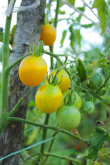 Помидоры, томаты на ветке