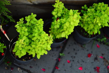 lettuce in the garden