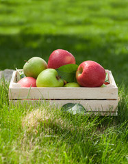 Fresh garden green and red apples in box