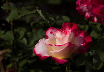 White Red Rose