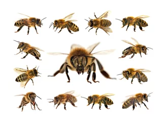 Selbstklebende Fototapete Biene Biene oder Honigbiene auf dem weißen Hintergrund isoliert