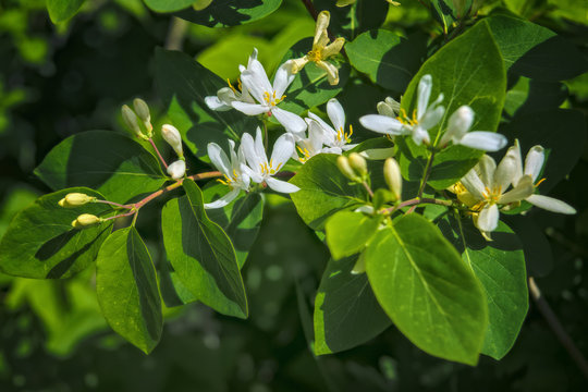 Frangula alnus flowering bush, blooming white flower close up detail, dark green leaves blurry background.