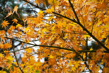 Naklejka na ściany i meble scene of yellow maple leaf on autumn