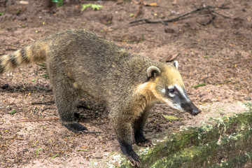 South American Coati, Nasua nasua on park in Brazil