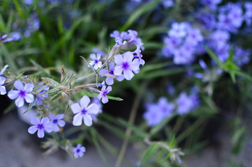 Fototapeta premium bee on a flower