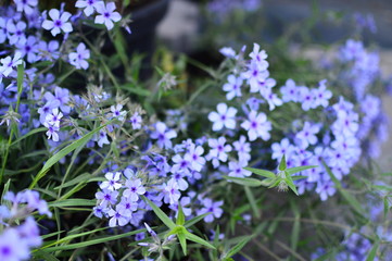 blue flowers in the garden