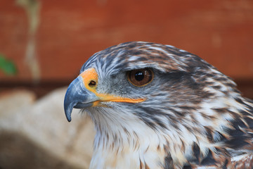 Fototapeta premium The Ferruginous hawk close up head shot