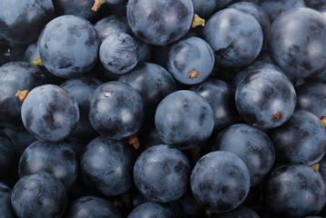 fresh blue grapes background