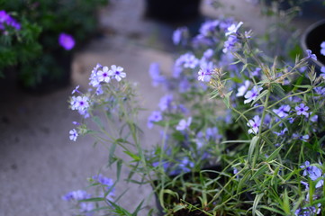 blue flowers in the garden