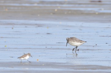 Barge à queue noire (Limosa limosa)